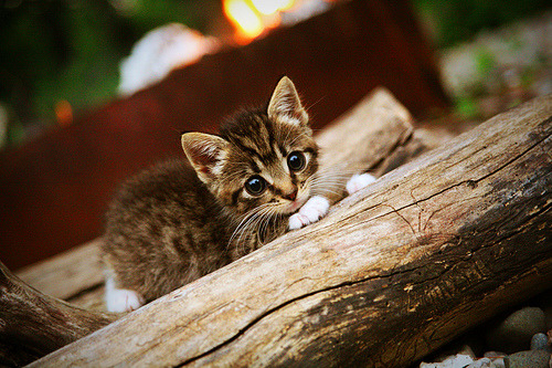 美国队未来发展计划：通过科技与数据分析提高比赛表现，美国队展示